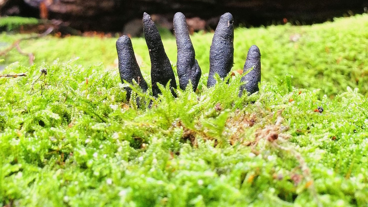 🍄 Palce Umarlaka – Fasynujący Przybysz z Krainy Cieni 🍄